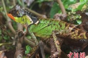 益阳云南南滚河保护区首次发现红唇棘蜥